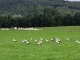 Photo précédente de L'Isle-sur-le-Doubs Arrêt de cigognes 
