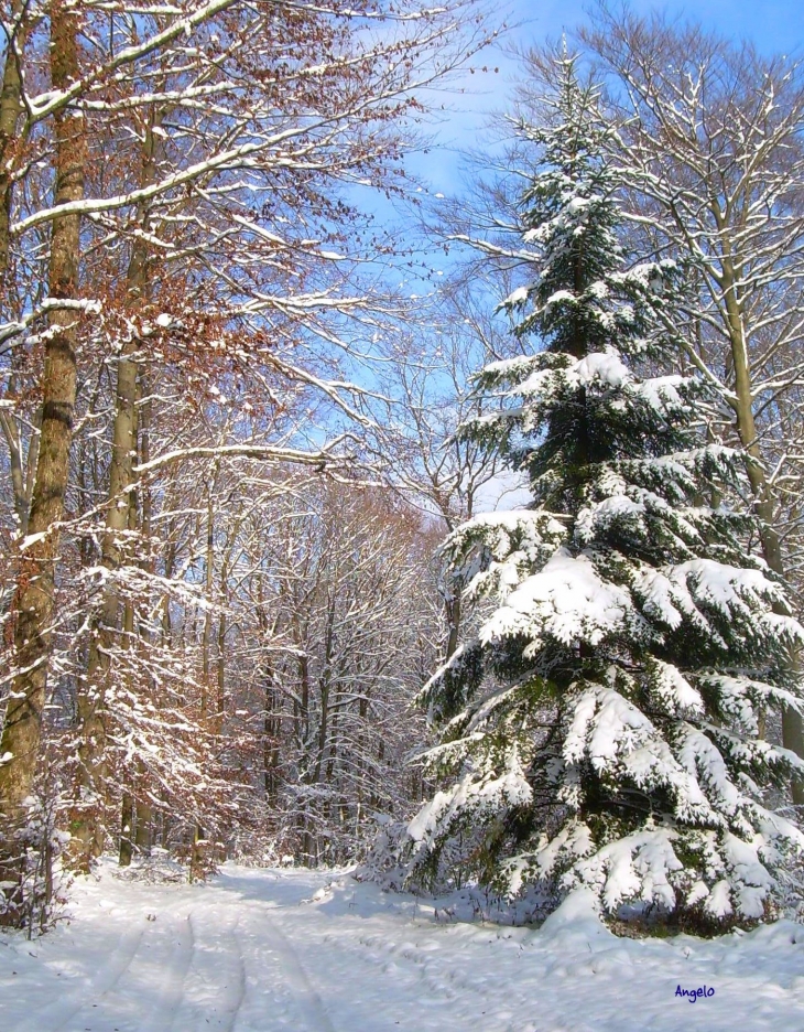 Le bois du Truchot en hiver - Montenois