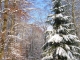 Le bois du Truchot en hiver