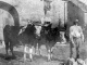 Boeufs de labours devant une ferme 1925