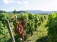 VIGNOBLE