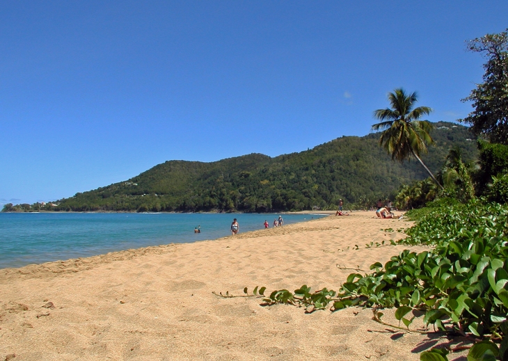Une des plus belles plages de la Basse-Terre (Guadeloupe). Longue de plus de 1 kilomètre, la plage est bordée de cocotiers et de raisiniers. - Deshaies