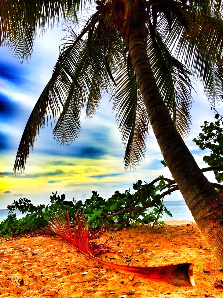 Palmier sable mer sur une plage de Guadeloupe - Deshaies