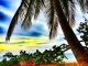 Palmier sable mer sur une plage de Guadeloupe
