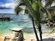 Palmier, plage, eau des Caraïbes à la toubana beach de Sainte Anne