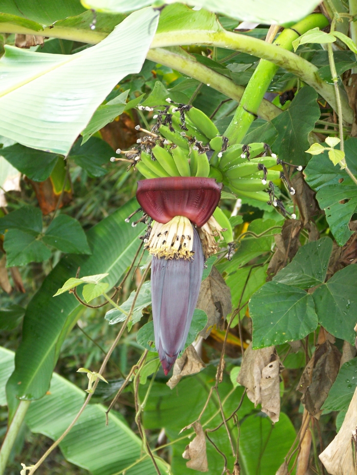 Fleur de bananier - Cayenne