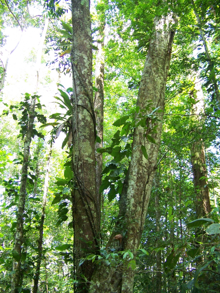 Forêt guyanaise - Cayenne