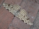Photo précédente de Cayenne Papillon de nuit (32 cm)