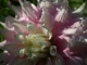 Photo précédente de Giverny fleurs du jardin C   MONET