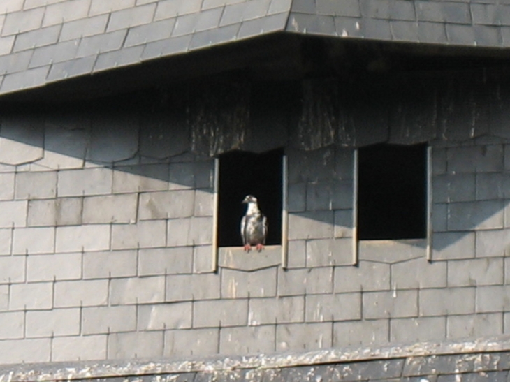 Pigeon à la fenêtre du clocher !! - Le Torpt