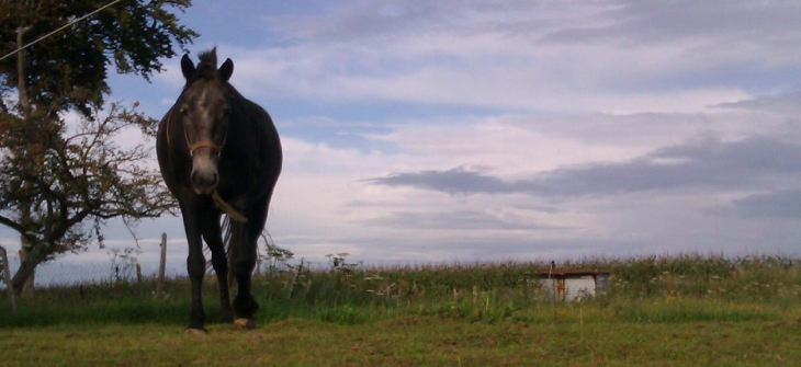 Un cheval sympa par c. offroy - Ancretteville-sur-Mer