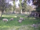 Photo précédente de Butot-Vénesville Moutons