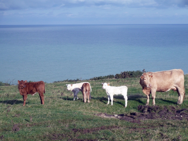 Vaches sur les falaises - Criel-sur-Mer