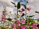 Photo suivante de Dampierre-Saint-Nicolas Fleurs