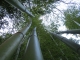 Photo suivante de Eu Bambous géant au Jardin Jungle Karlostachys a Eu