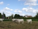 Photo suivante de Montigny Des vaches de race Normande auraient été plus 