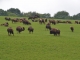 Rêves de Bisons. L'élevage des bisons américains.