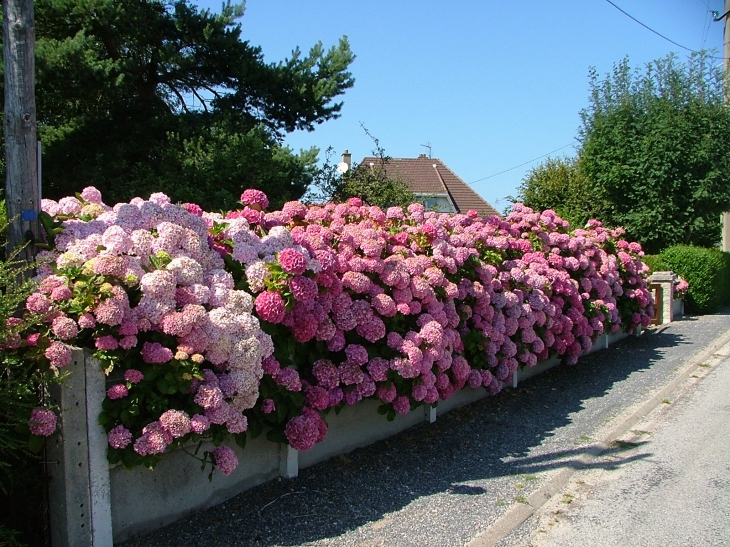 Jardin fleuri rue du calvaire - Saint-Pierre-en-Port