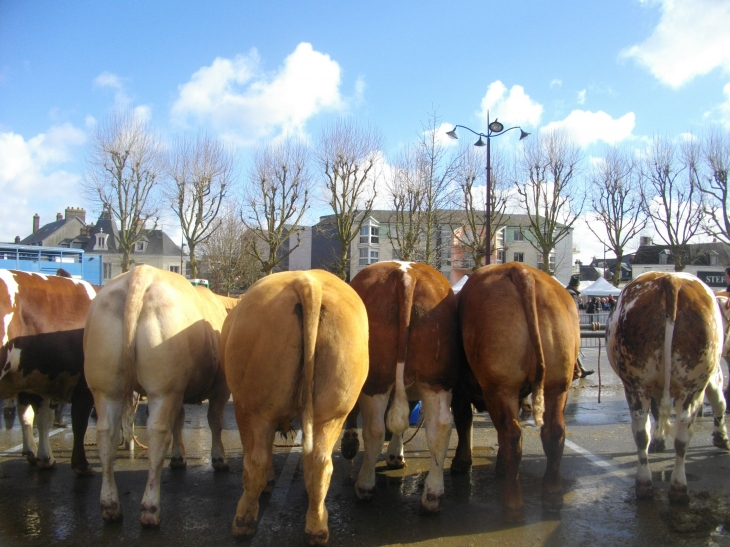 Foire aux bestiaux - place des Belges - Yvetot