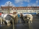 Photo suivante de Yvetot marché aux bestiaux