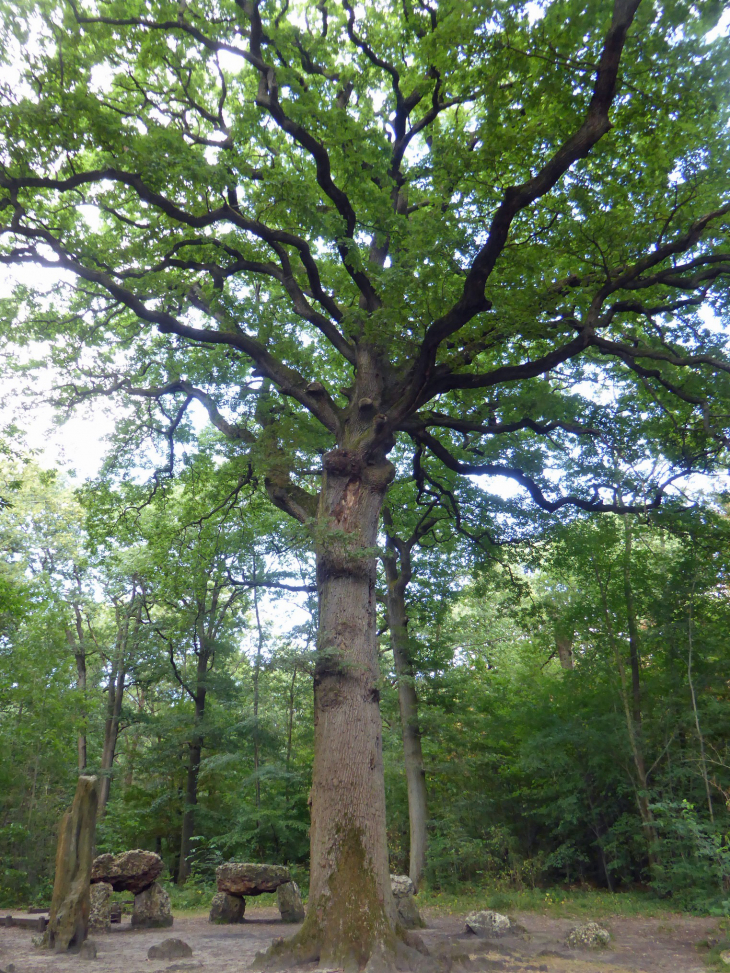 Dans la forêt : le chêne des missions et ses mégalithes érigés en 1895 par des missionnaires d'origine bretonne - Meudon