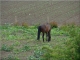 Cheval dans la plaine bordant la Seine au Mesnil le Roi