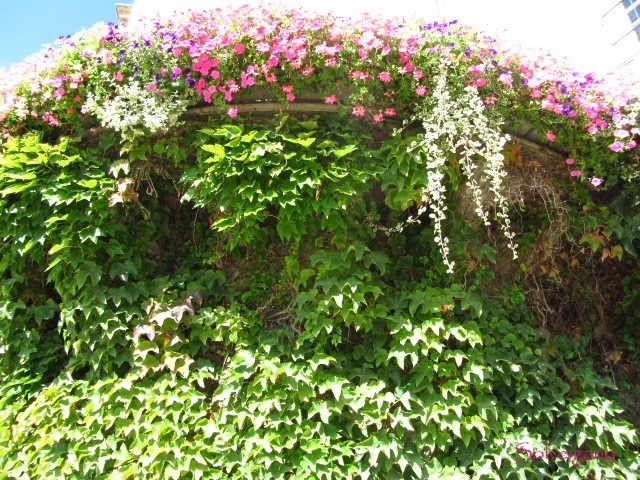 Végétation balcon et murs du château de Rambouillet, au début de l'automne