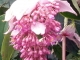 Photo suivante de Entre-Deux fleur tropicale