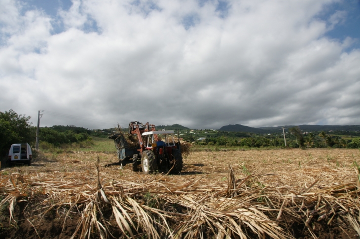 Récolte canne à sucre au Tampon - Le Tampon