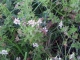 la plaine des  Caffres : la flore