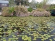 le conservatoire botanique de Mascarin