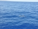 A la recherche des dauphins Long Bec