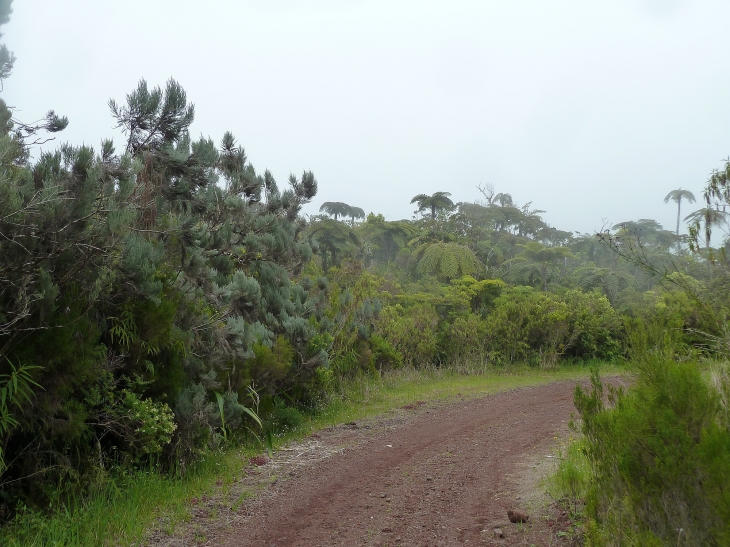 Dans la forêt primaire de Bélouve : chemin - Salazie