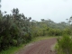 Photo suivante de Salazie dans la forêt primaire de Bélouve : chemin