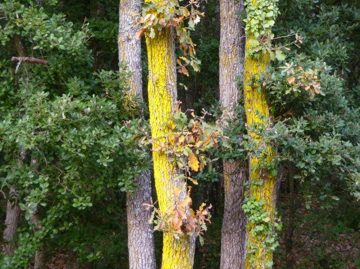 Chênes verts de la Malepère - Alairac