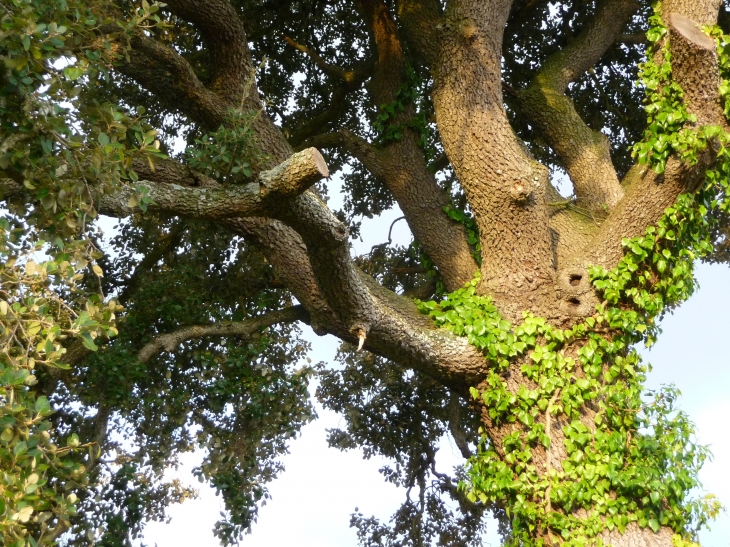 Chêne vert de la Malepère - Alairac