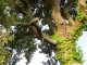 Photo précédente de Alairac chêne vert de la Malepère