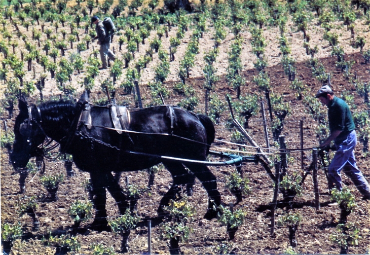La vigne éternelle en Languedoc (carte postale de 1990). - Durban-Corbières