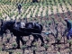 La vigne éternelle en Languedoc (carte postale de 1990).