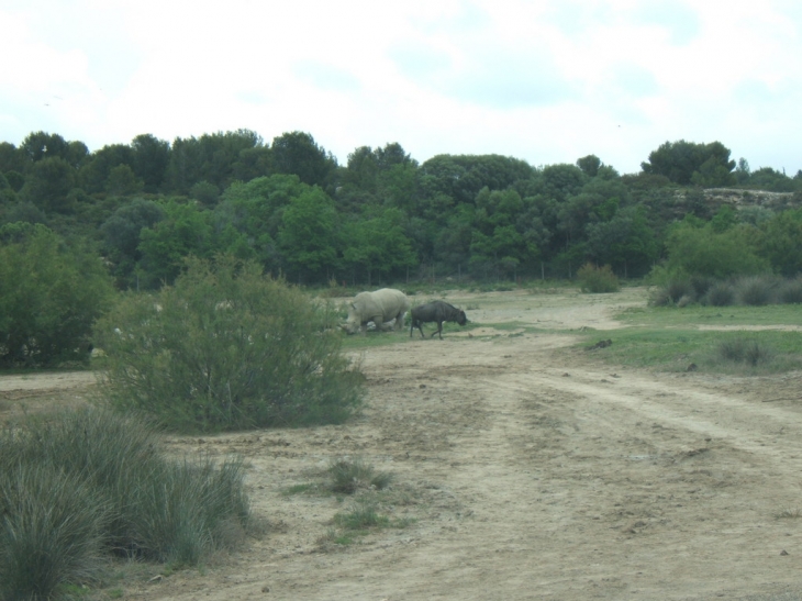 Rhinocéros et Gnou - Sigean
