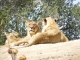 Les lionnes se reposent au parc de Sigean