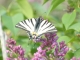 Photo suivante de Alès beau papillon, pris se matin sur une branche de lilas apres baron dans les garrigues.