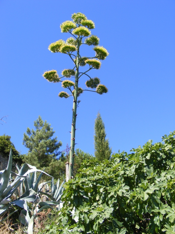 Les agaves en fleurs - Cornillon