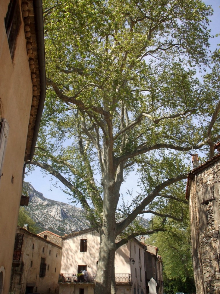 Platane centenaire sur la place du village - Saint-Jean-de-Buèges