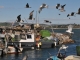 Photo précédente de Sète A la pointe courte les goélands dansent sur la pêche du jour