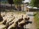 hameau d'Aurenchet ;les moutons de Denis