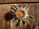 Photo suivante de Le Bleymard Fleur de Cardabelle ou Carline à feuilles d'acanthe. Accrochée à une porte est un porte bonheur.