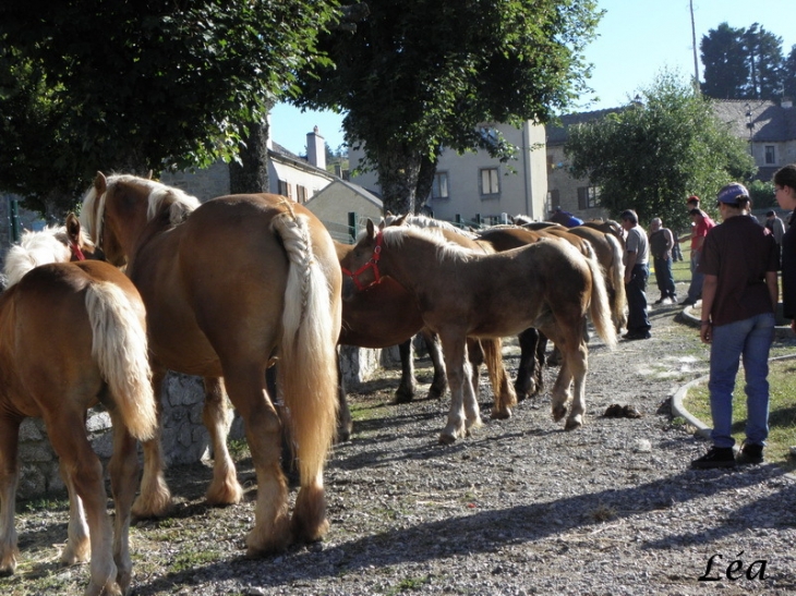 Concours d'élevage de chevaux de traits - Rieutort-de-Randon
