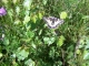 Photo précédente de Saint-Juéry joli papillon !