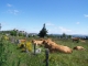 Photo précédente de Termes les aubracs au repos non loin du village